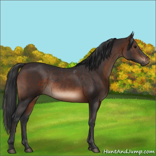 Horse Color:Brown Rabicano 