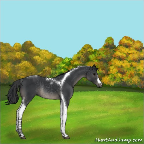 Horse Color:Black Tobiano Rabicano 