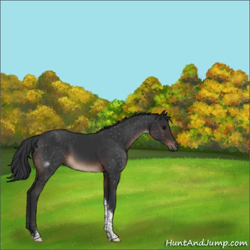 Horse Color:Brown Tobiano Rabicano 