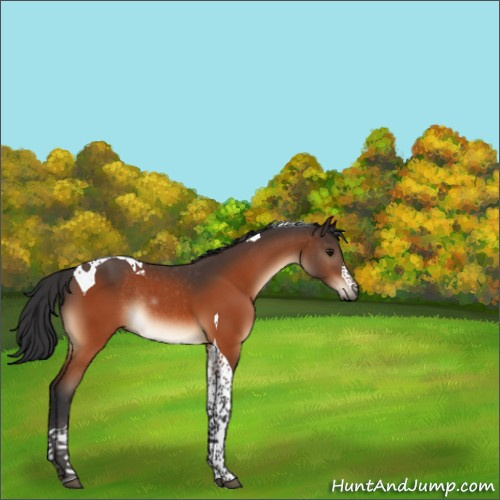 Horse Color:Bay Tobiano Rabicano 