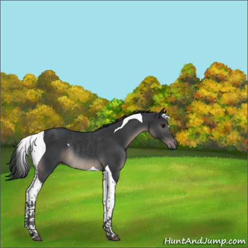 Horse Color:Black Tobiano Rabicano 