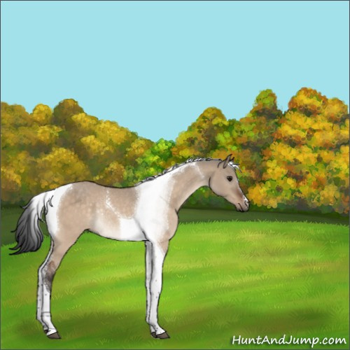 Horse Color:Bay Dun Tobiano Rabicano 