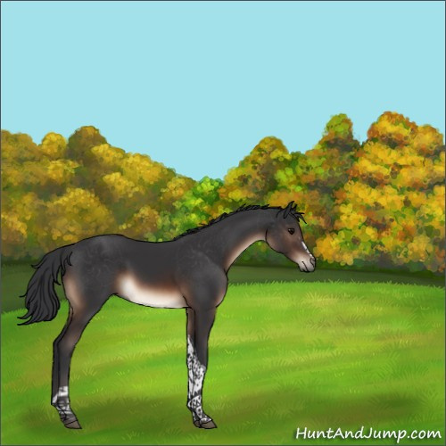 Horse Color:White Spotted Brown Tobiano Rabicano 