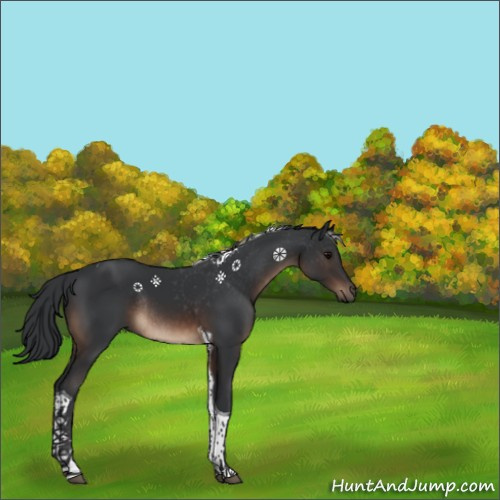 Horse Color:Brown Tobiano Rabicano 
