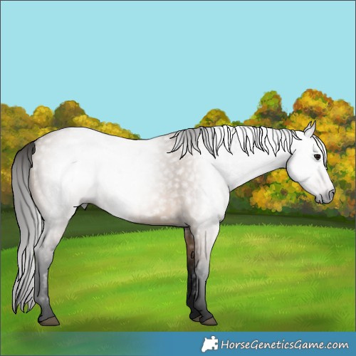 Horse Color:Gray Bay Dun 