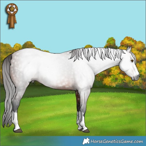 Horse Color:Gray Bay 