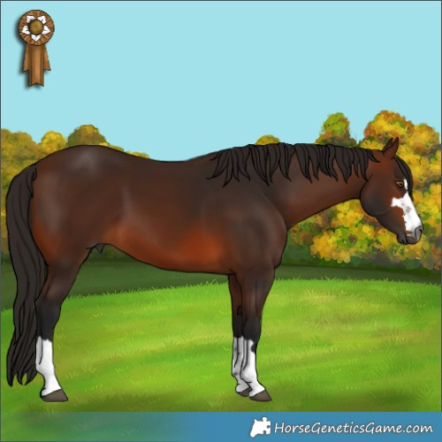 Horse Color:Gray Bay 