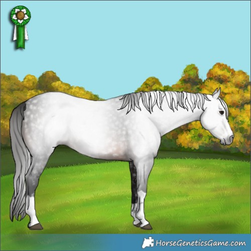 Horse Color:Gray Brown 