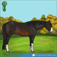Horse Color:Gray Brown