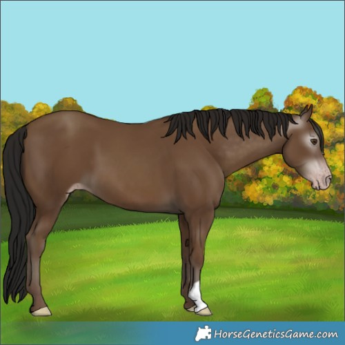 Horse Color:Gray Classic Champagne 