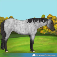 Horse Color:Smoky Blue Roan 