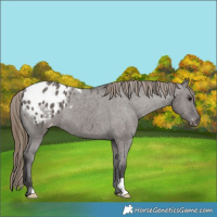 Horse Color:Smoky Grullo Blanket