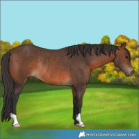 Horse Color:Brown Rabicano