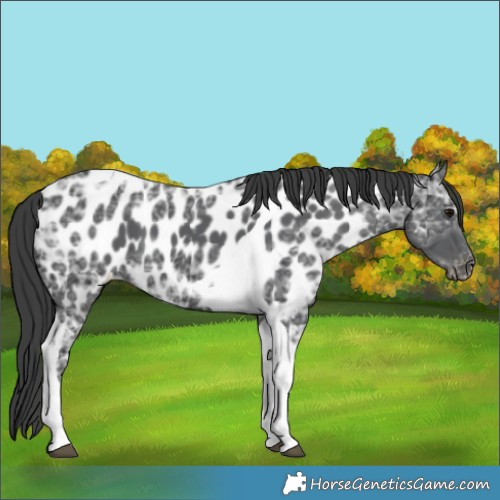 Horse Color:Black Ice Tobiano Appaloosa 