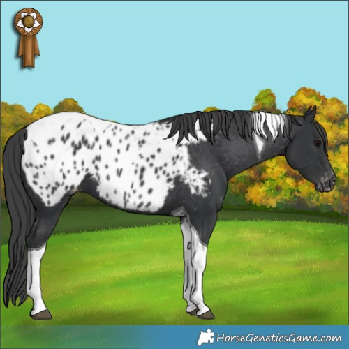 Horse Color:Black Tobiano Appaloosa 