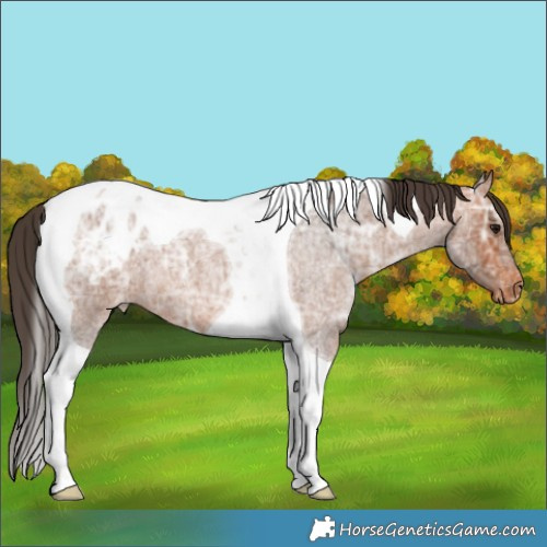 Horse Color:Bay Ice Roan Tobiano Appaloosa 