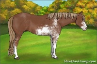 Horse Color:Chestnut Sabino