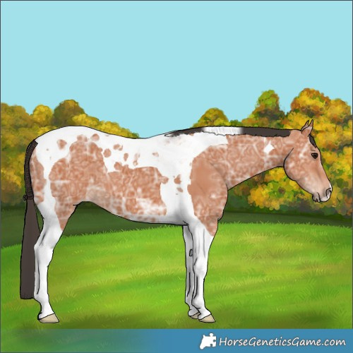 Horse Color:Bay Ice Tobiano 