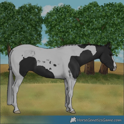 Horse Color:Black Tobiano 