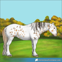 Horse Color:Buckskin Tobiano Appaloosa 