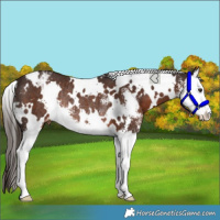 Horse Color:White Spotted Liver Chestnut Sabino Splash Varnish Rabicano 