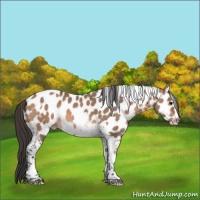 Horse Color:Bay Dun Tobiano Appaloosa 