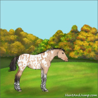 Horse Color:Bay Dun Tobiano Appaloosa 