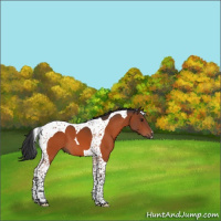 Horse Color:Brown Tobiano 