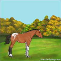 Horse Color:Bay Tobiano Appaloosa 