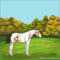 Horse Color:Bay Tobiano Appaloosa 