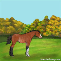 Horse Color:Bay Rabicano 