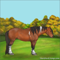 Horse Color:Bay Tobiano 