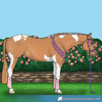 Horse Color:Chestnut Tobiano