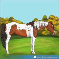 Horse Color:Bay Tobiano 