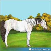 Horse Color:Bay Ice Sabino Tobiano 