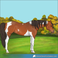 Horse Color:Bay Tobiano