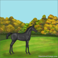 Horse Color:Black 