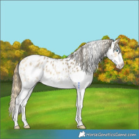 Horse Color:Buckskin Dun Sabino Splash Near Leopard 