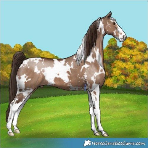 Horse Color:White Spotted Liver Red Dun Sabino 