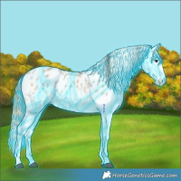 Horse Color:Thunderstruck Bay Dun Sabino Splash Appaloosa