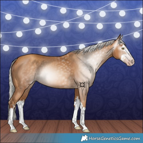Horse Color:Gray Silver Amber Champagne Splash 