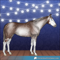 Horse Color:Gray Chestnut Splash Rabicano 
