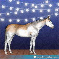 Horse Color:Gray Buckskin Splash