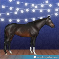 Horse Color:Gray Bay