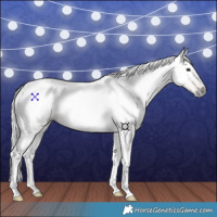 Horse Color:Gray Chestnut 