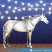 Horse Color:Gray Silver Buckskin