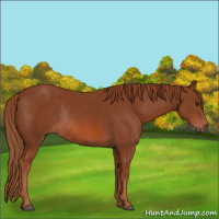 Horse Color:Chestnut Rabicano 