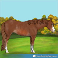 Horse Color:Chestnut Rabicano 