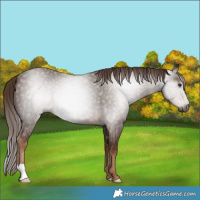 Horse Color:Gray Chestnut 