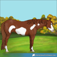 Horse Color:Chestnut Frame 
